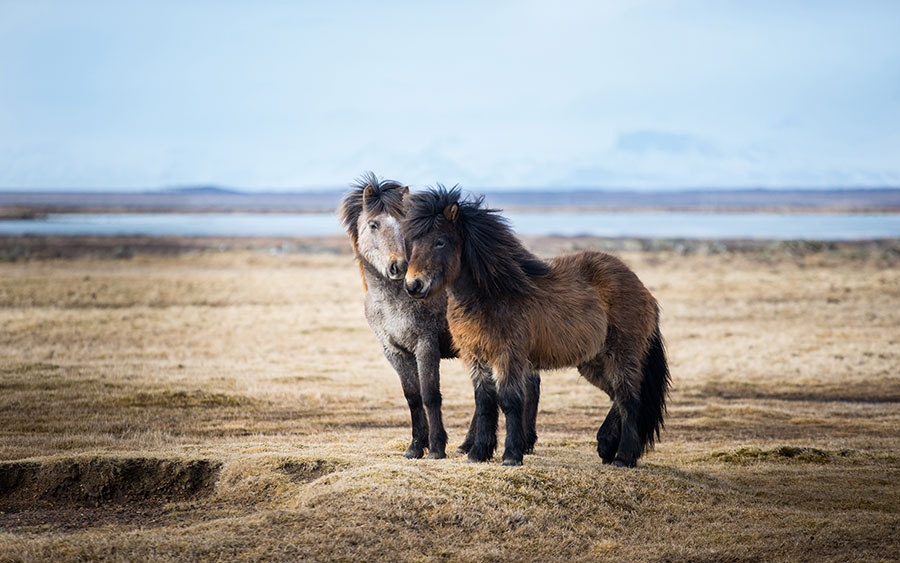 03747_icelandichorse