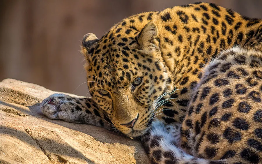 03502_leopard