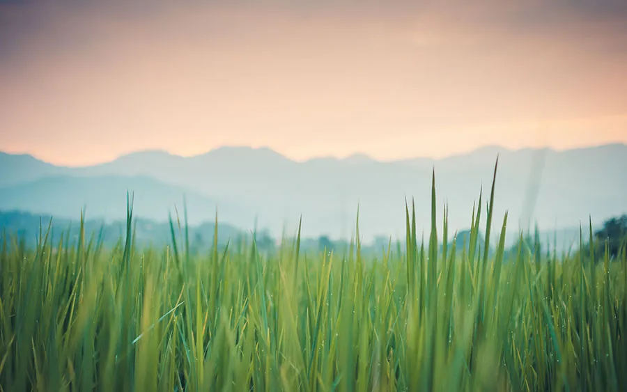 03751_thegreenergrass