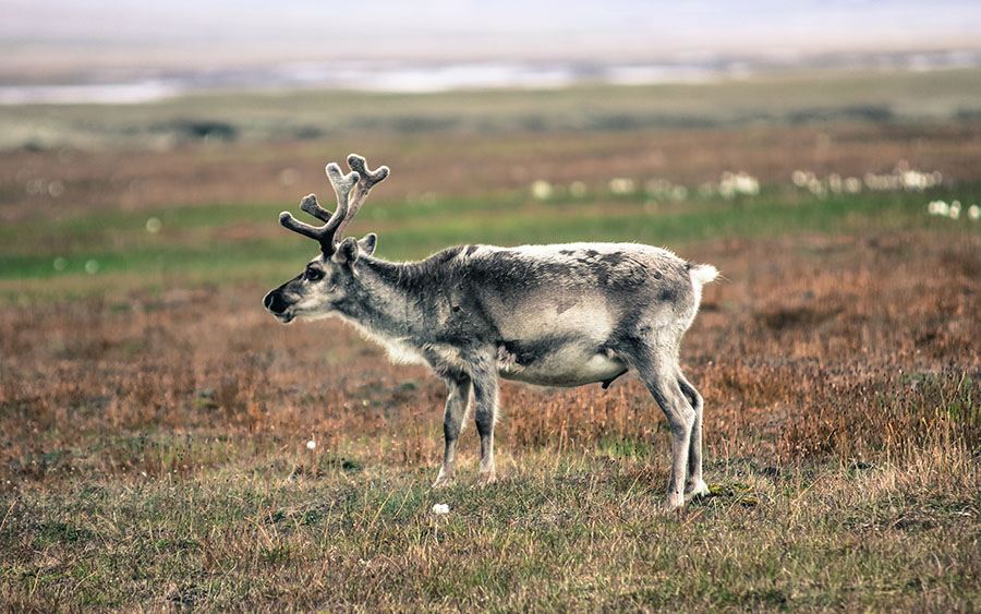 03515_svalbardreindeer