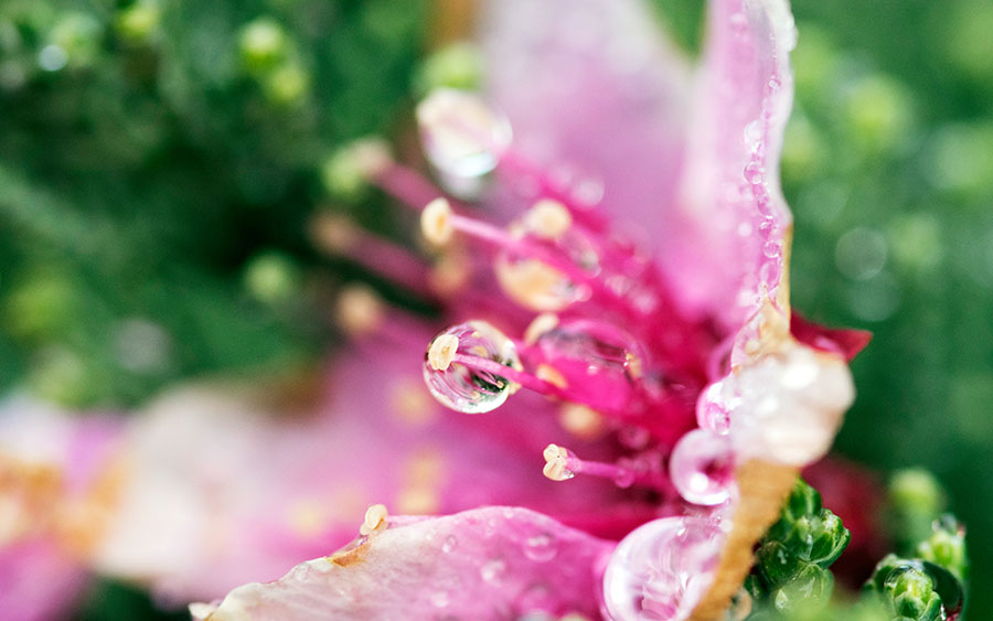 03834_flowertears