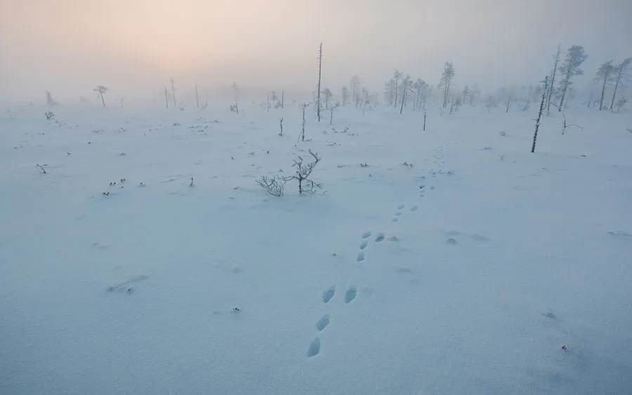 03816_mythicsilenceastheywanderinthemist