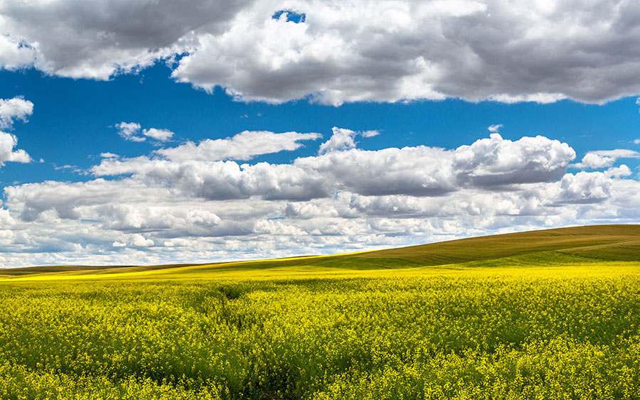 03480_palousecanola