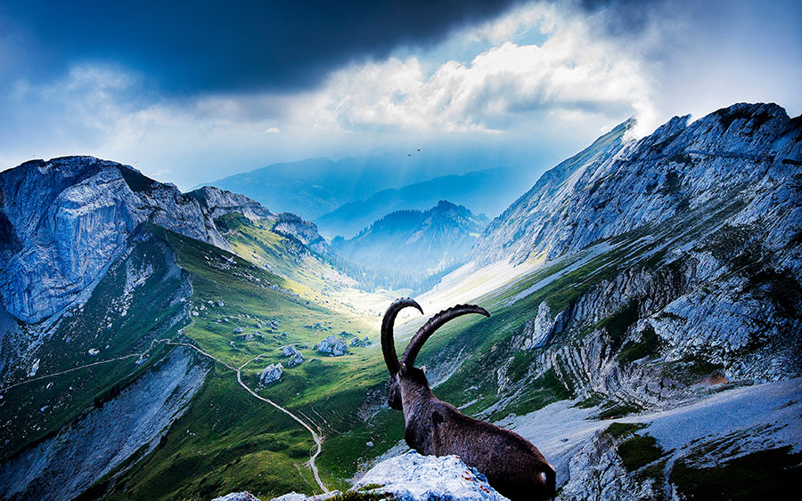 03359_goatatmountpilatus