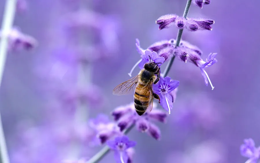 03058_pollinate