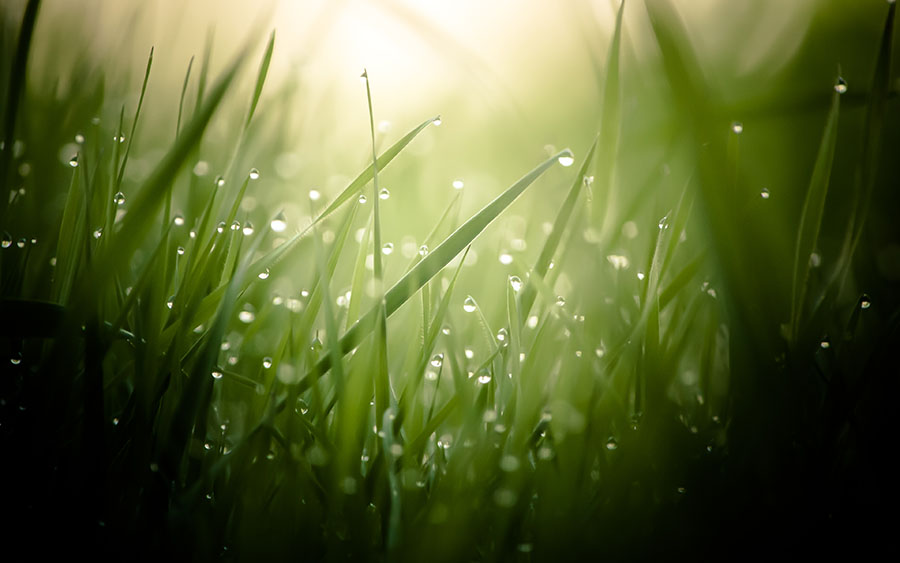 03248_morningdew