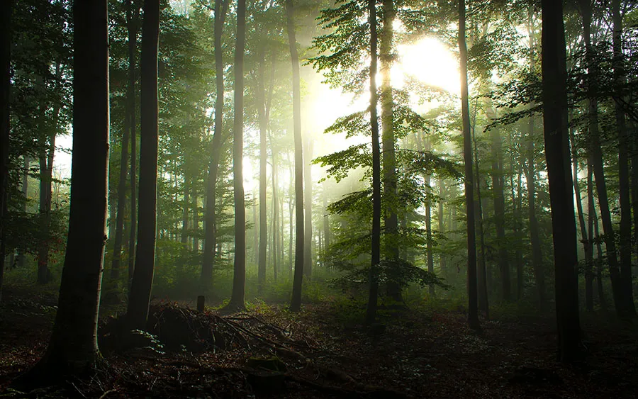 03108_foginthemorning