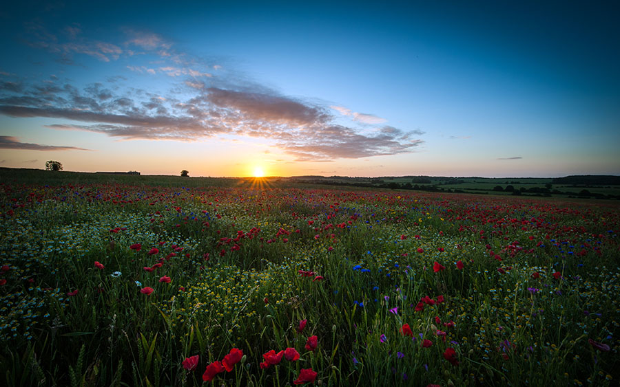 03002_sunriseoverthepoppyfield