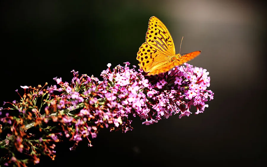 03654_fritillary