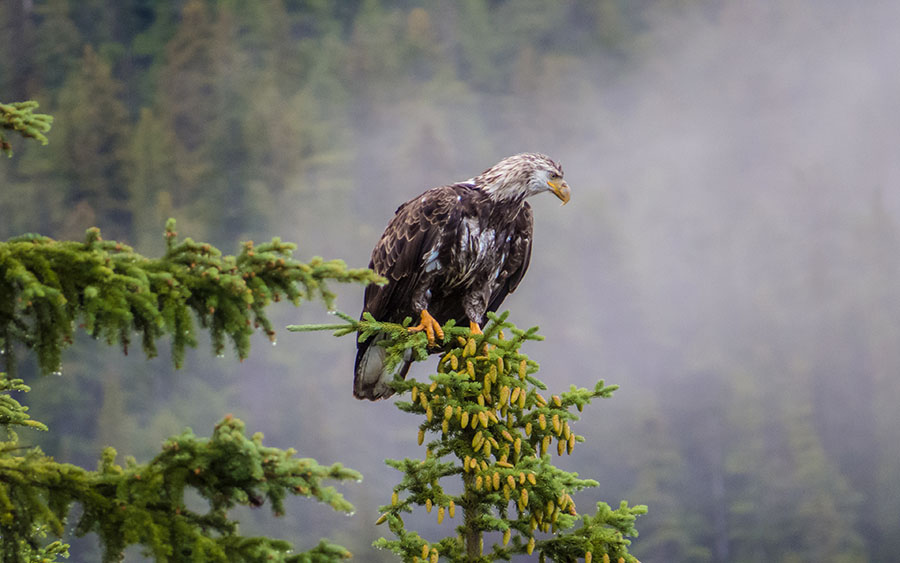 03354_jasperbaldeagle