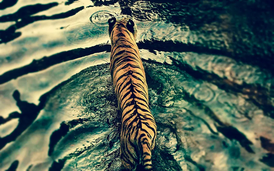 03303_ripples