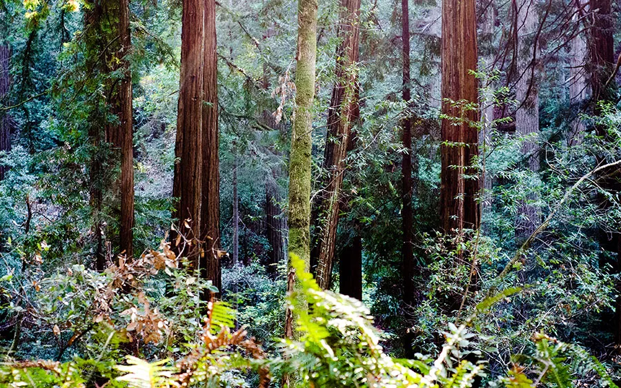 03987_forestsofendor