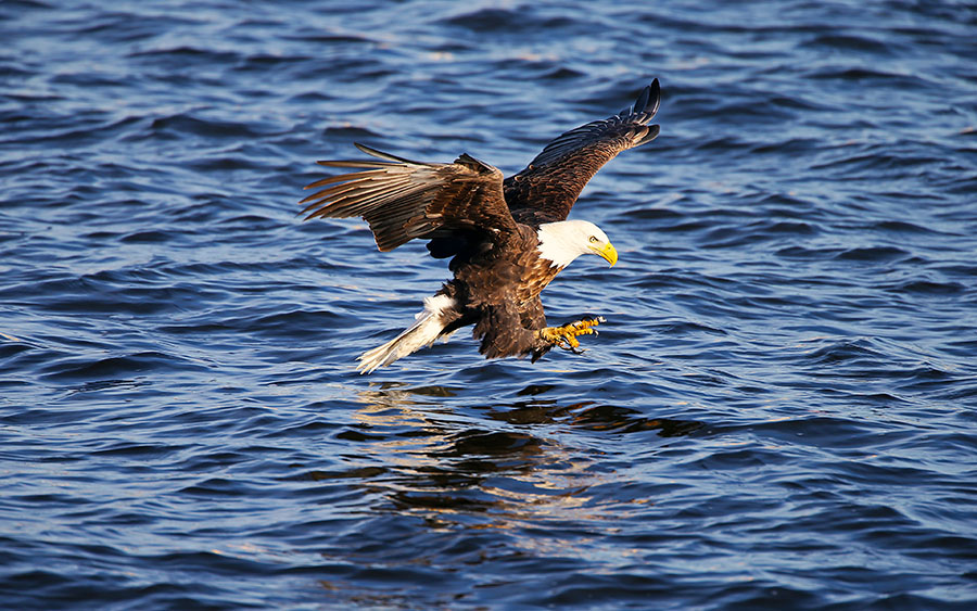 03465_fishingbaldeagle