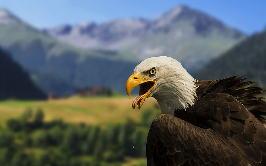 03369_baldeagle