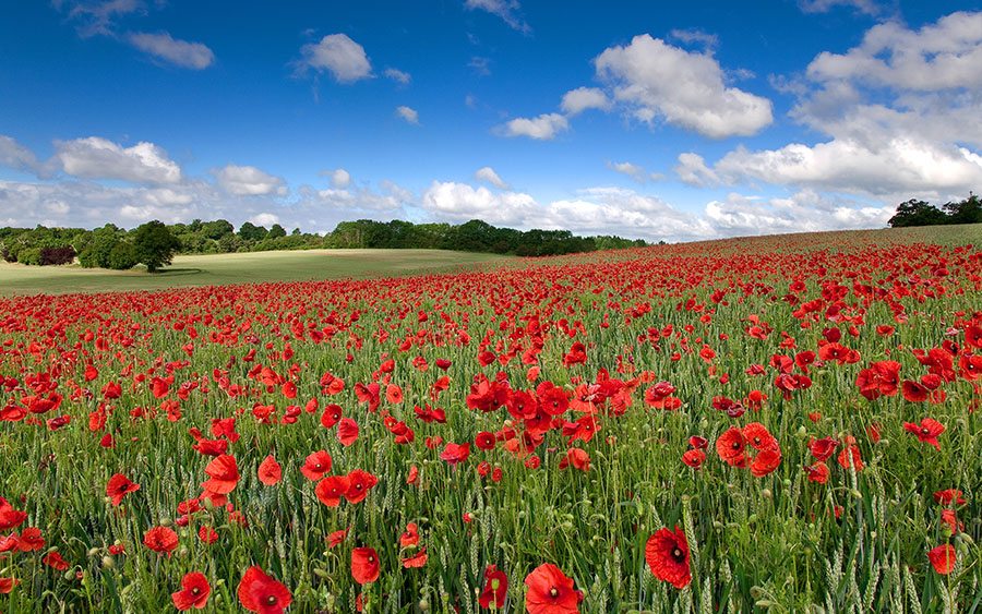 03127_fieldofremembrance