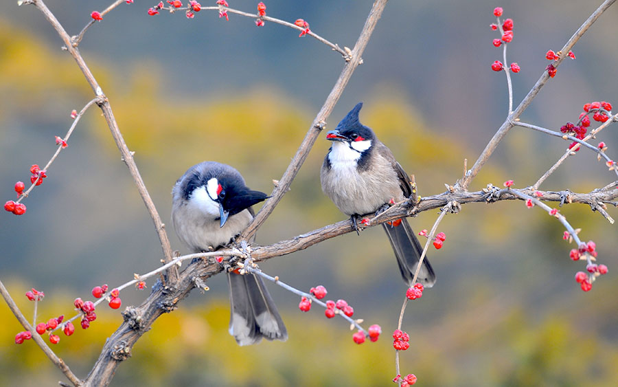 03470_redwhiskeredbulbuls