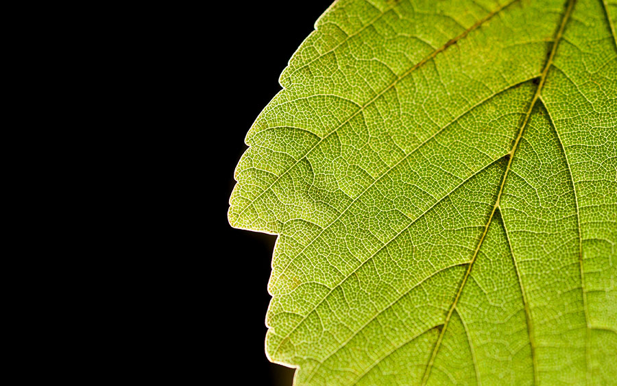 03063_leaflife