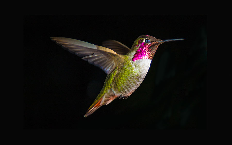 03269_hummingbirdinflight