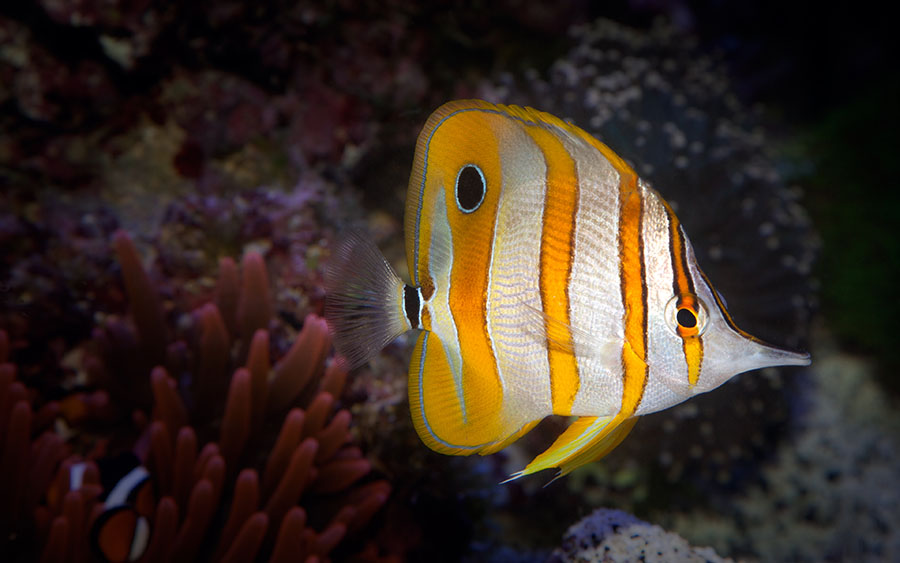 03318_copperbandbutterflyfish