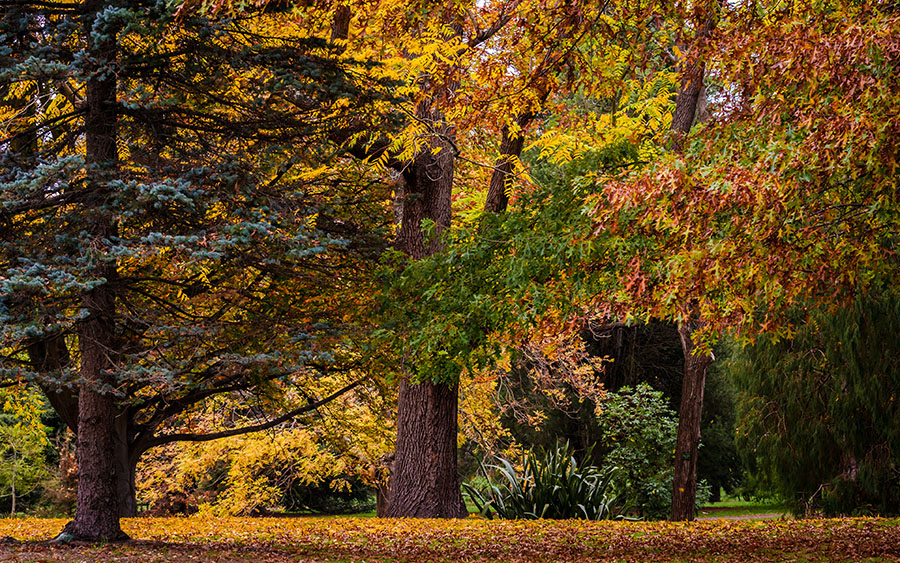 03891_autumncolours