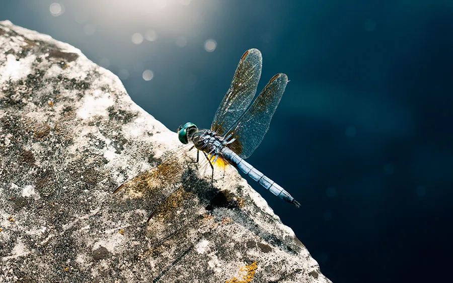 03156_bluedragonfly