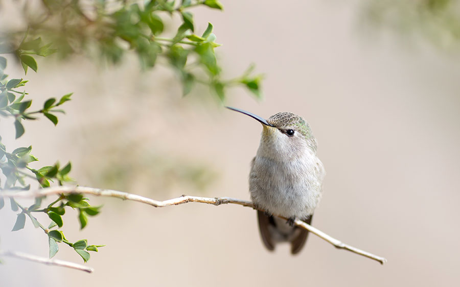 03818_posinghummingbird