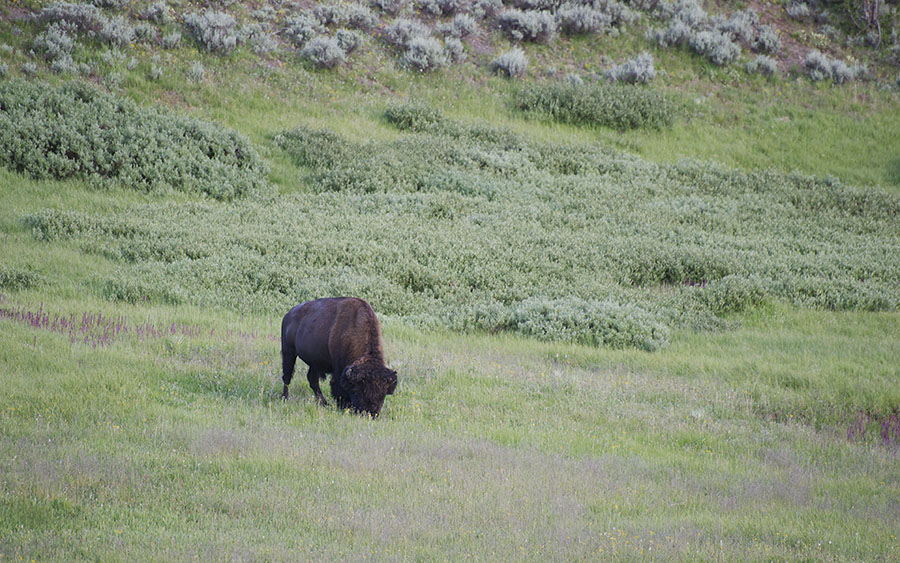 03308_yellowstonebison