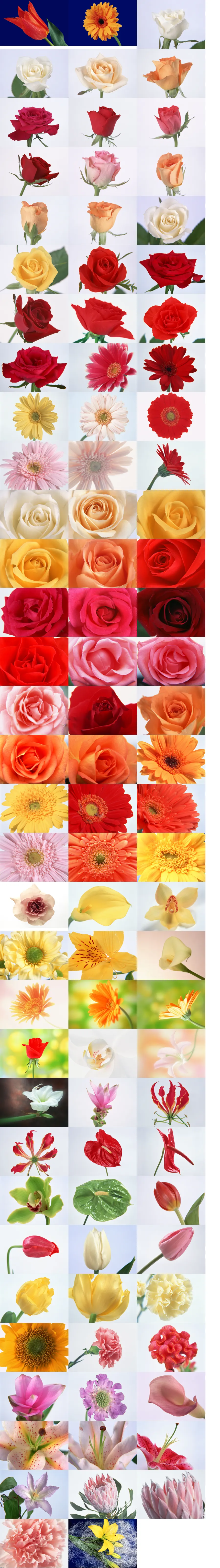 花朵.webp