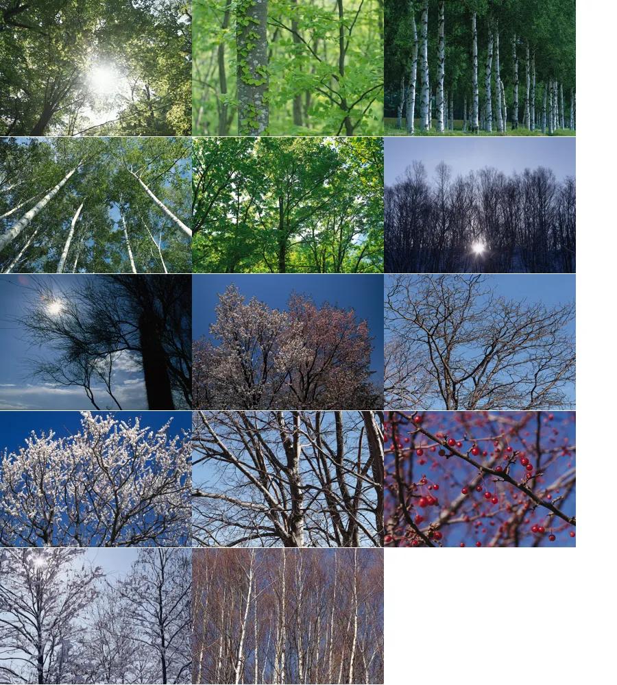 林木-景物生活植物背景素材.webp