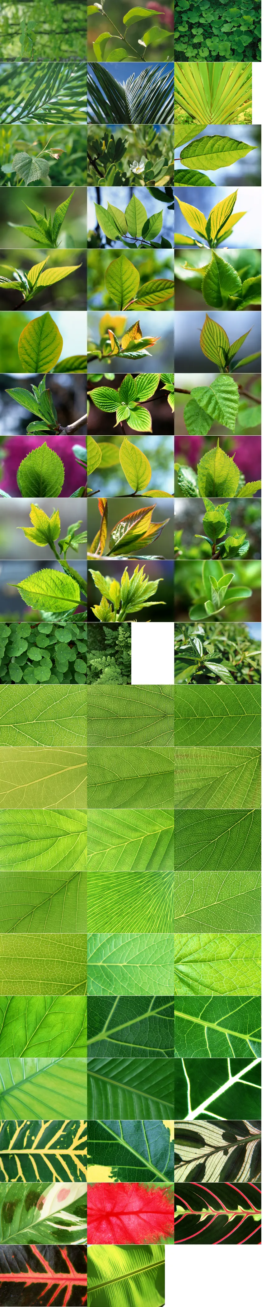 叶韵-景物生活植物背景素材.webp