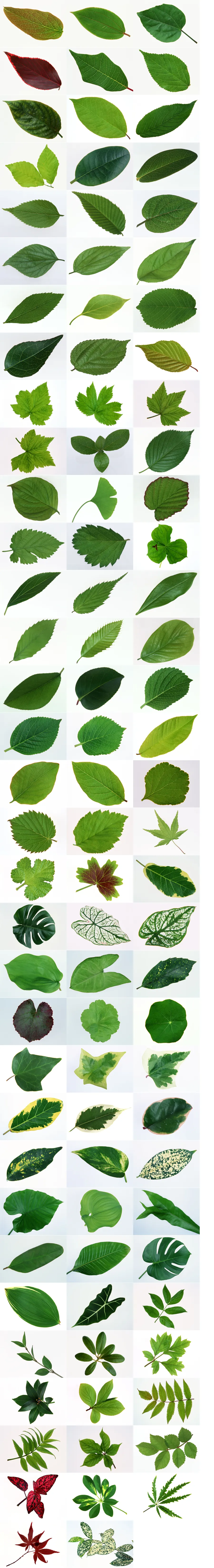 叶媚-景物生活植物背景素材.webp