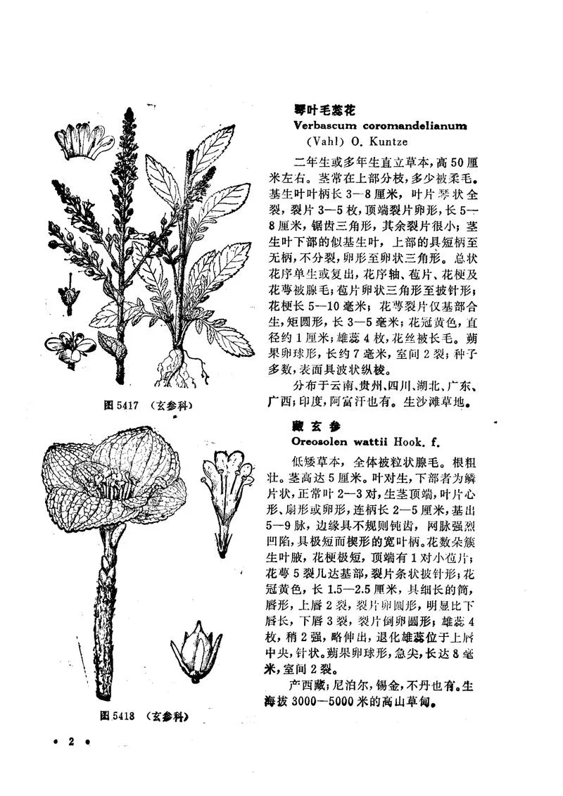 中国高等植物图鉴.第四册_P4.webp