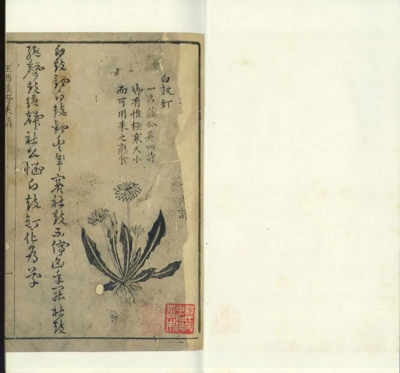 GJ2300898.王西樓野菜譜一卷_P1.webp