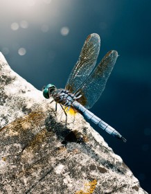 03156_bluedragonfly