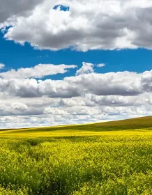 03480_palousecanola