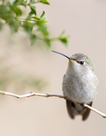 03818_posinghummingbird