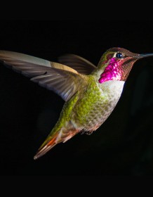 03269_hummingbirdinflight