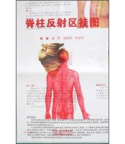 《脊柱反射区挂图》 张朝纯 陈宏明 潘明  著 ISBN 9787534558900