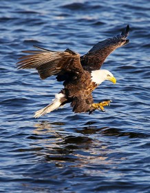 03465_fishingbaldeagle