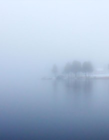 03153_bluefog