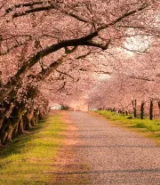 4K高清风景壁纸 (542)