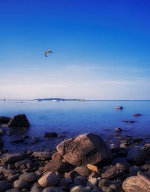 03010_seagullsbytherocks