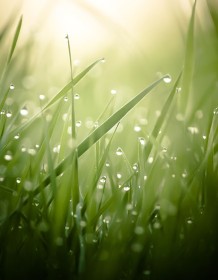 03248_morningdew