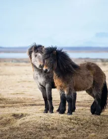 03747_icelandichorse