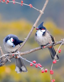 03470_redwhiskeredbulbuls