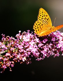 03654_fritillary