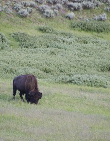 03308_yellowstonebison