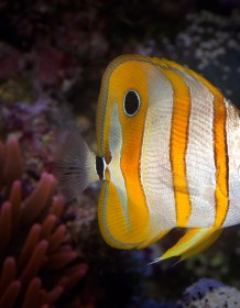 03318_copperbandbutterflyfish