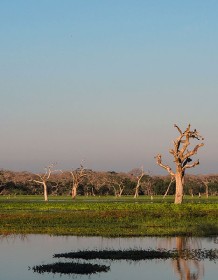 03937_yalanationalpark