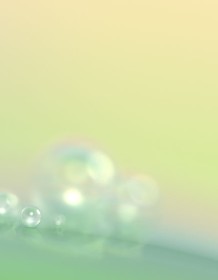 03182_morningdewdrops